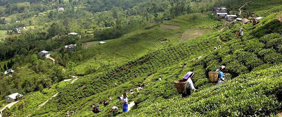 Tea Plantations at Ilam