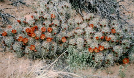 Claret Cup Cactii at the foot of the Grand Canyon