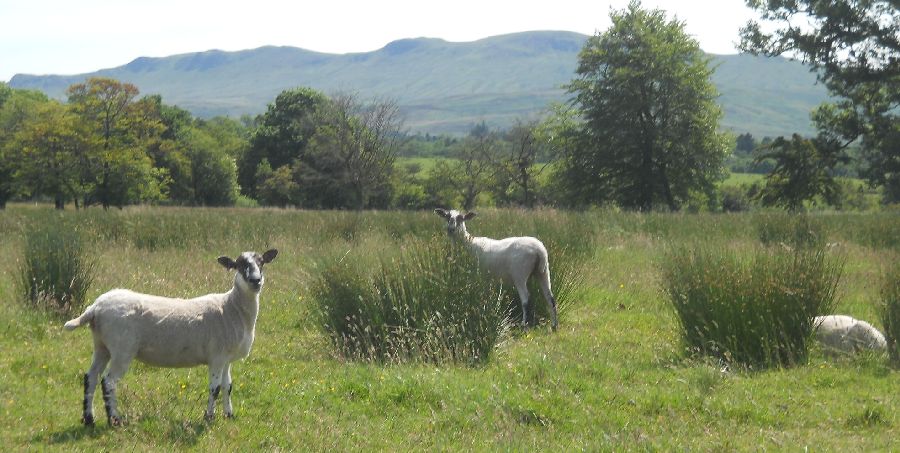 The Campsie Fells from the start / finish point of the walk