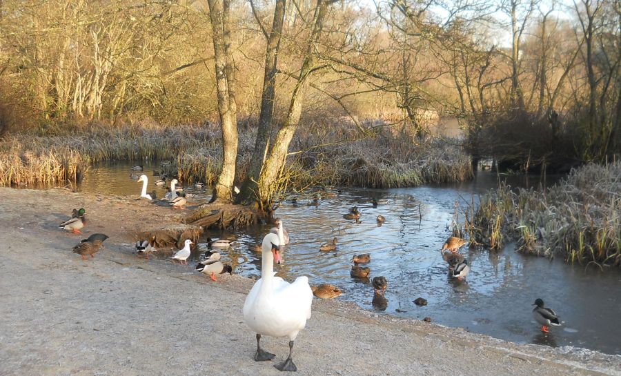 Swan and ducks at Kilmardinny Loch in Bearsden