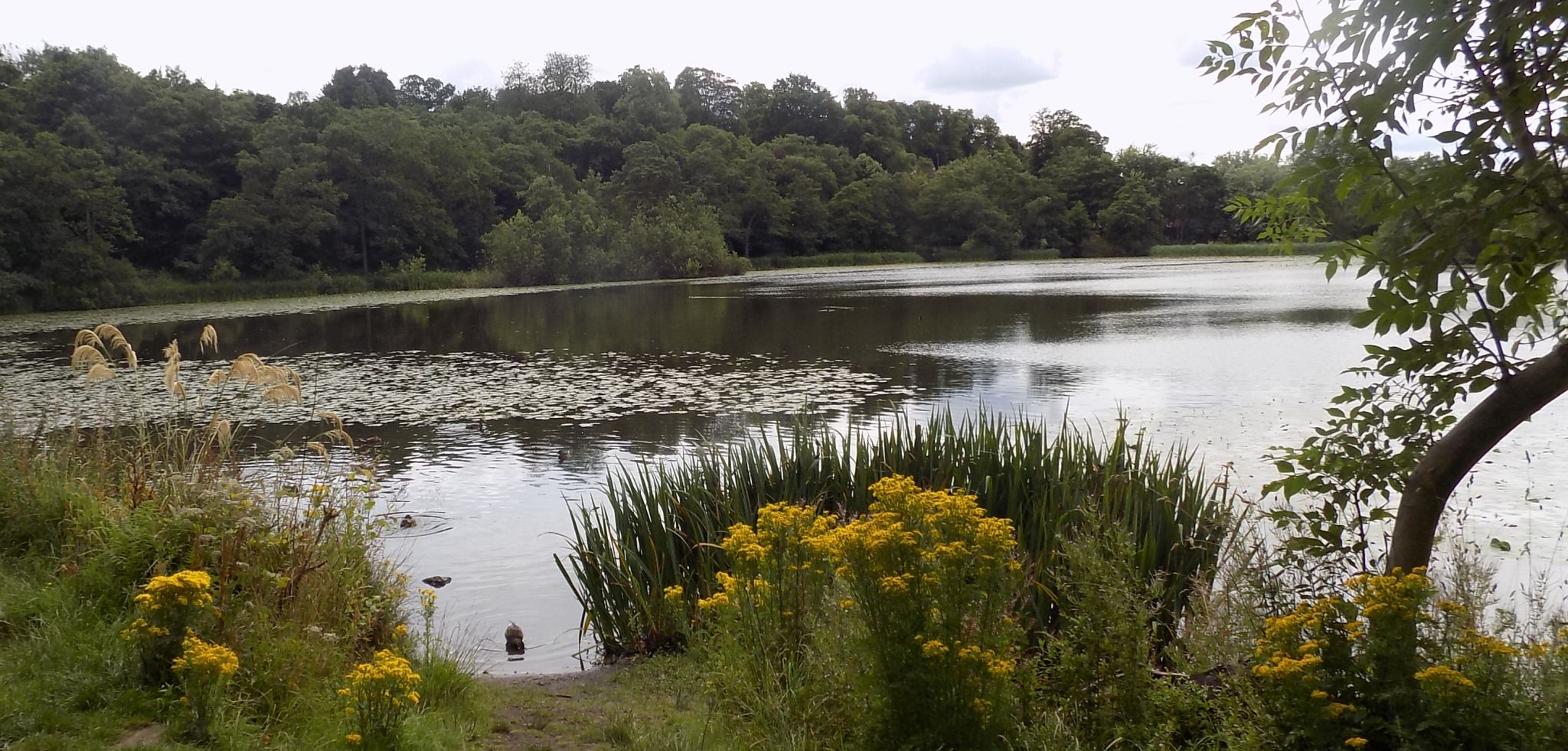 Kilmardinny Loch in Bearsden