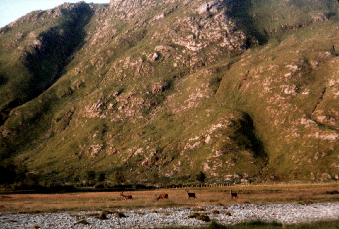 Deer at Barrisdale Bay on Loch Hourn