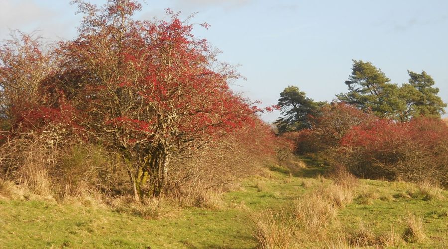 Mealybrae Path to Lennox Forest