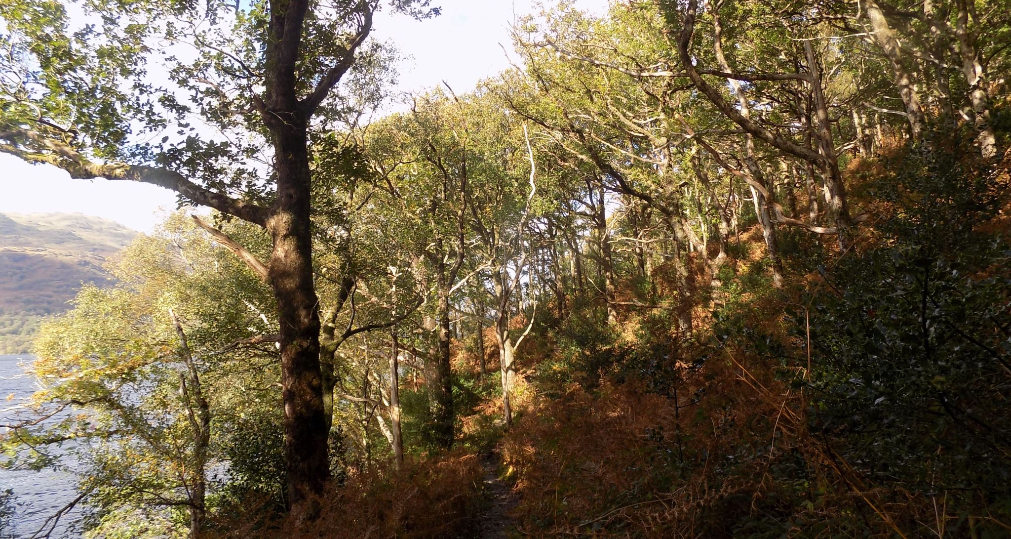 Woods on the West Highland Way