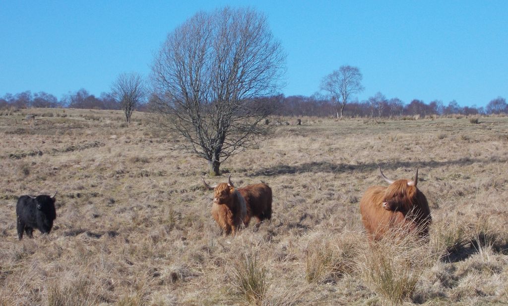 Highland cattle on Dumbrock Muir